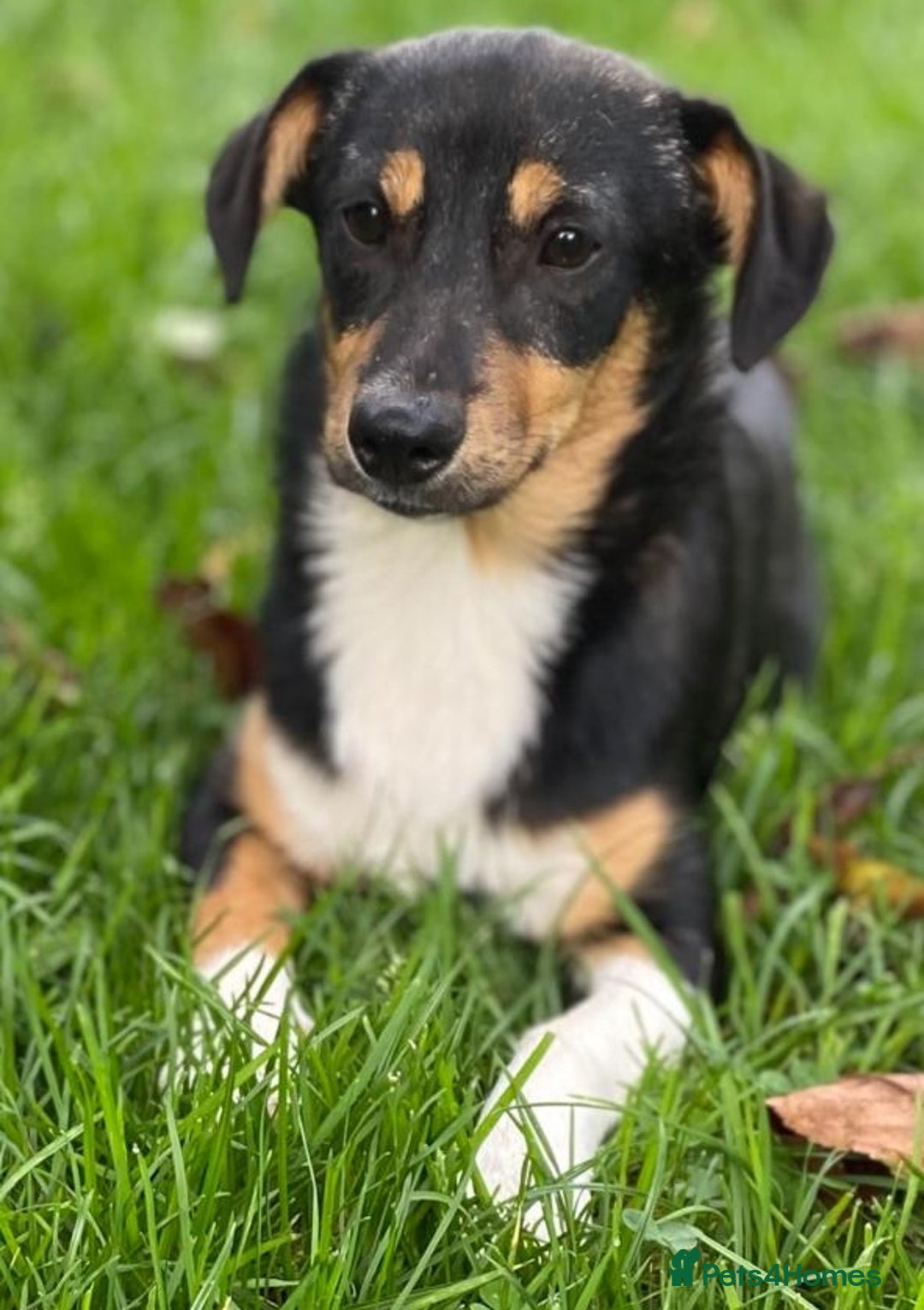 Mixed Breed dogs for adoption: 💖🐶 TINA 🐶💖 - Image 3