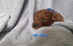 Cavapoo dogs for sale: Health tested stunning cavapoos - Advert 13