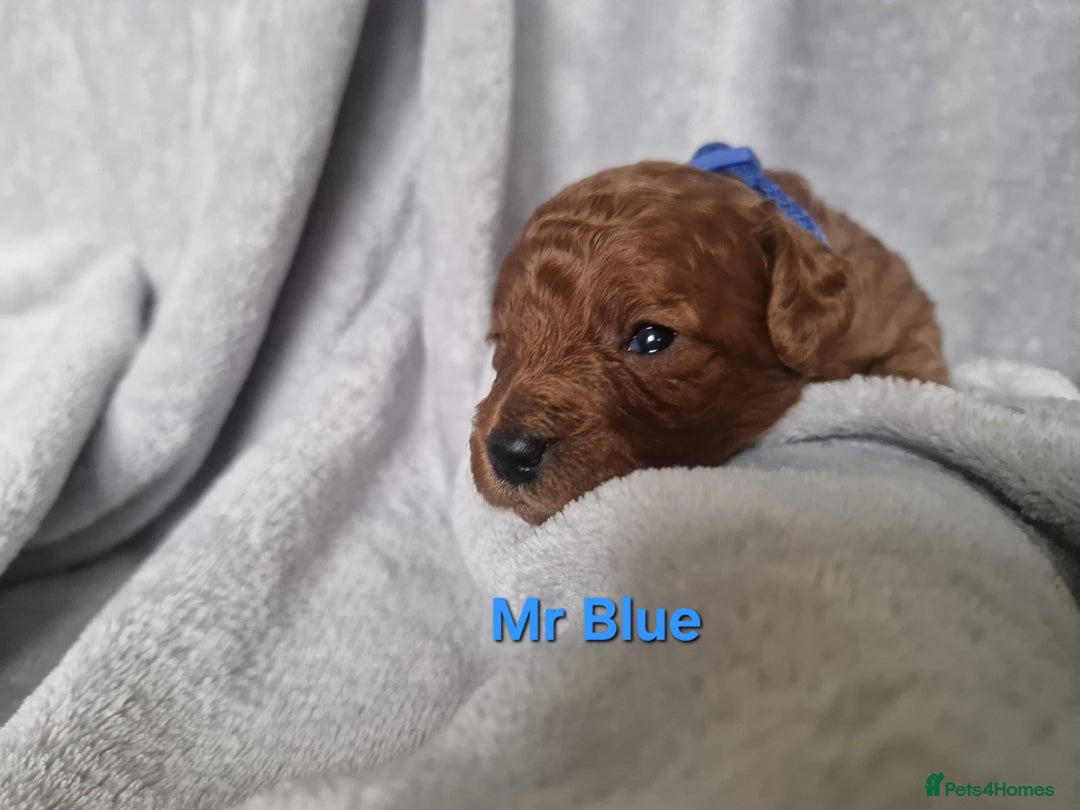Cavapoo dogs for sale: Health tested stunning cavapoos - Advert 13