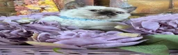 Selkirk Rex cats for sale: Selkirk rex kittens!ONE CURLY KITTEN LEFT! - Advert 12