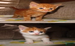 British Shorthair cats for sale: Kittens - Image 2
