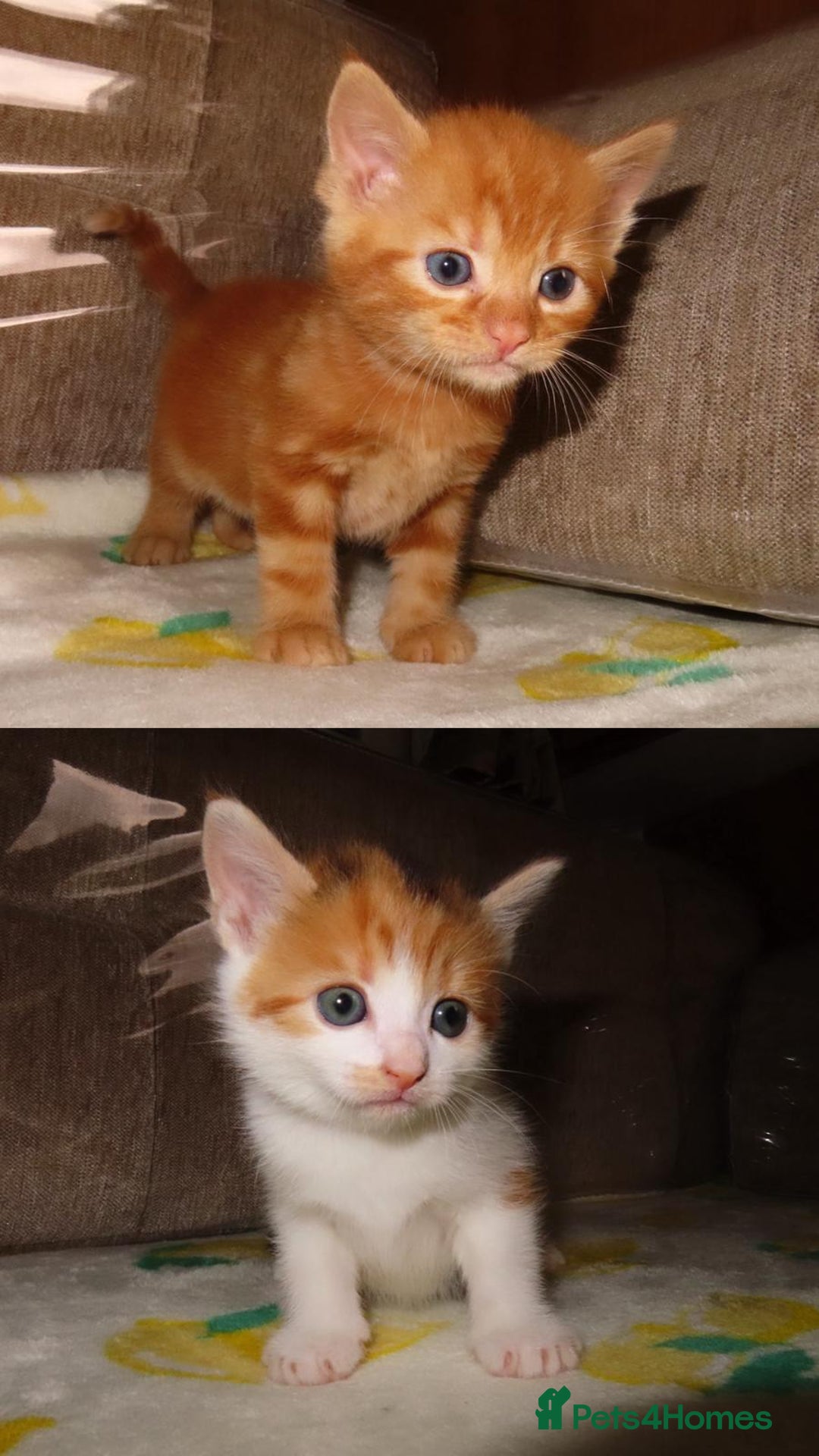 British Shorthair cats for sale: Kittens - Image 2