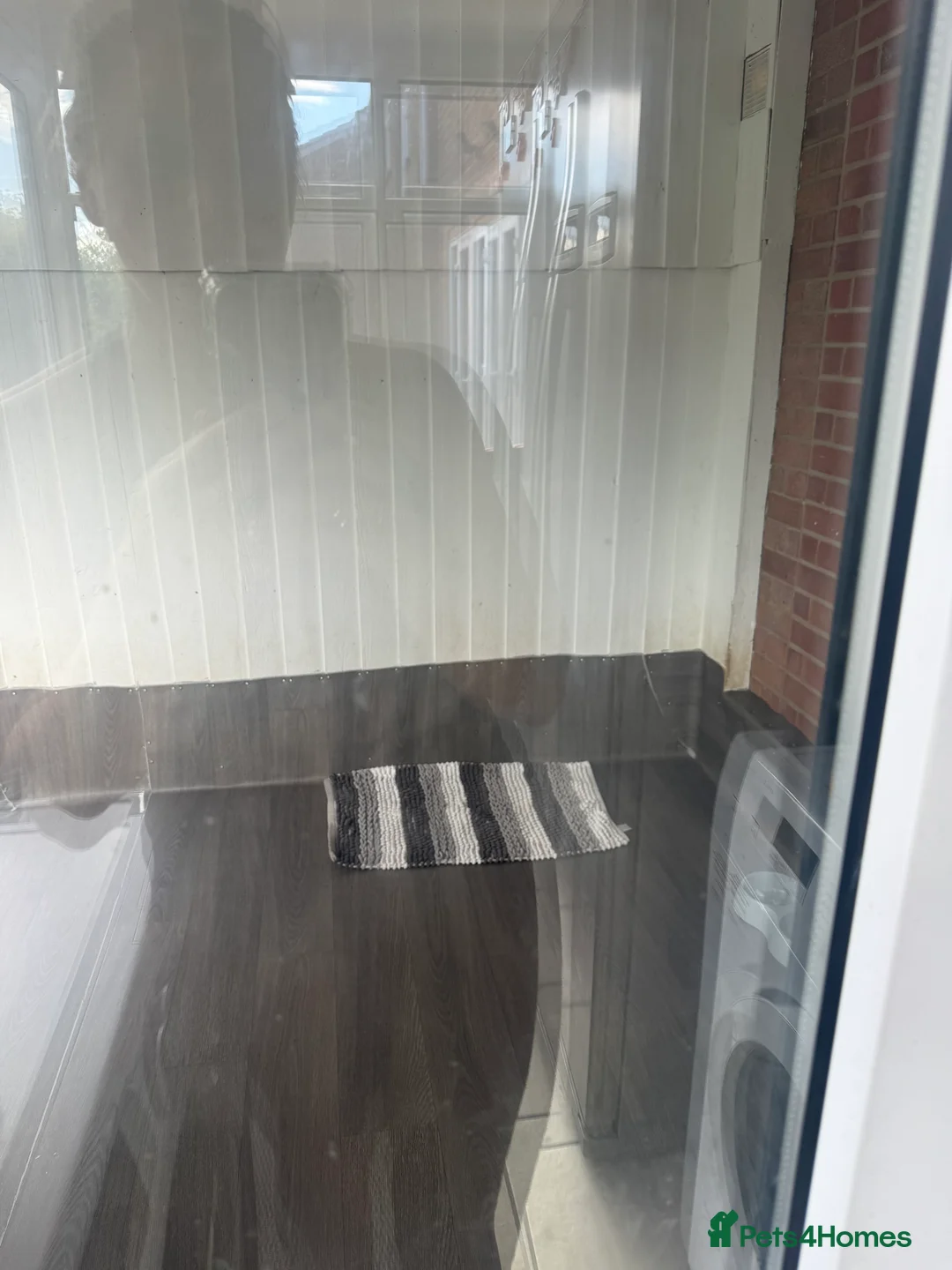 British Shorthair cats for stud: British Shorthair Fluffy Stud  in Colchester - Advert 10