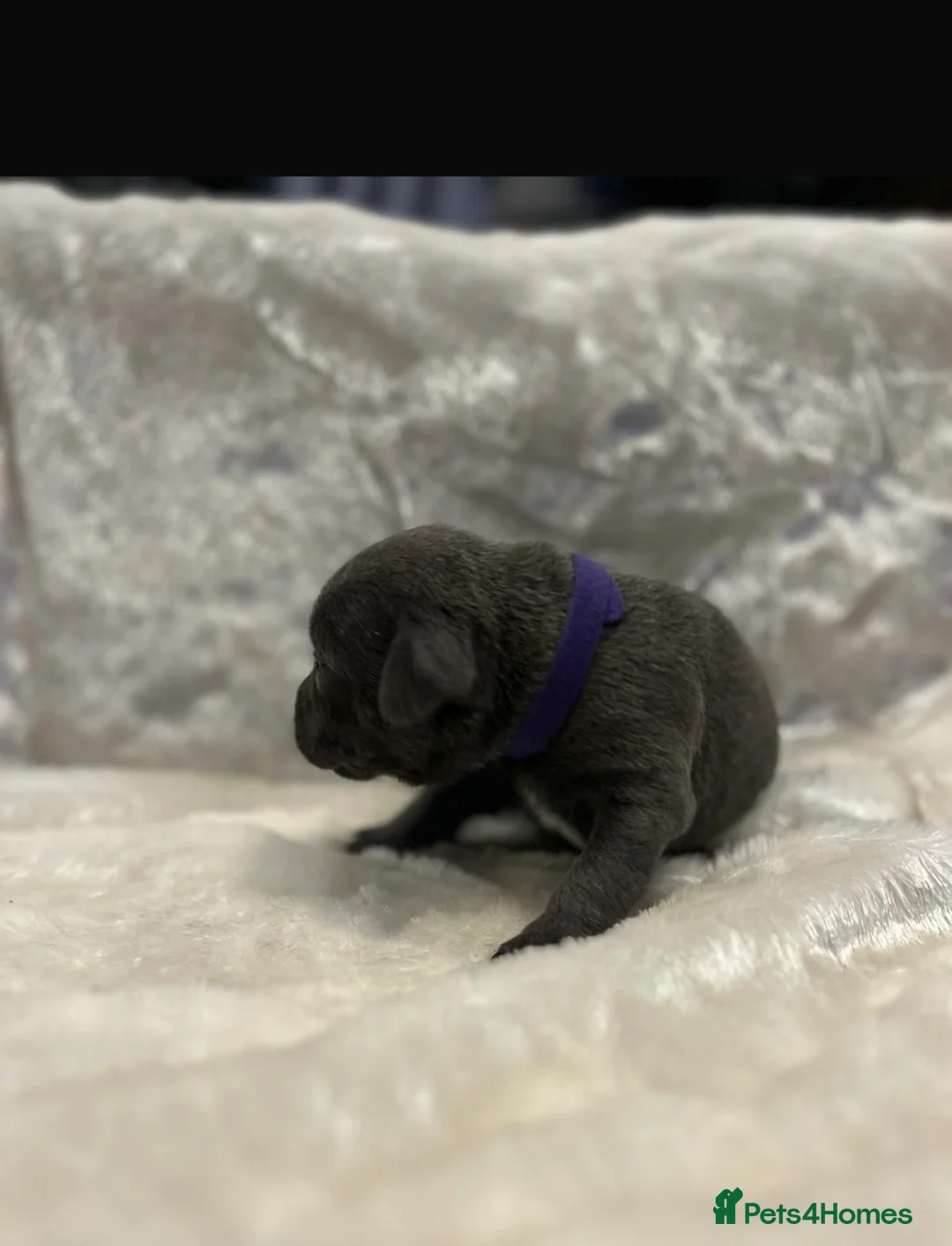 Staffordshire Bull Terrier dogs for stud: VALGLO TOP GUN -BLUE CARRIER in Dudley - Advert 16