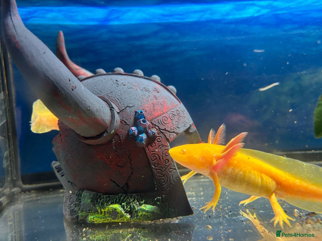 Axolotl reptiles for sale: 2 golden axolotls  - Image 3