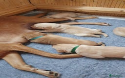 Labrador Retriever dogs for sale: Fox red Labrador - Image 17