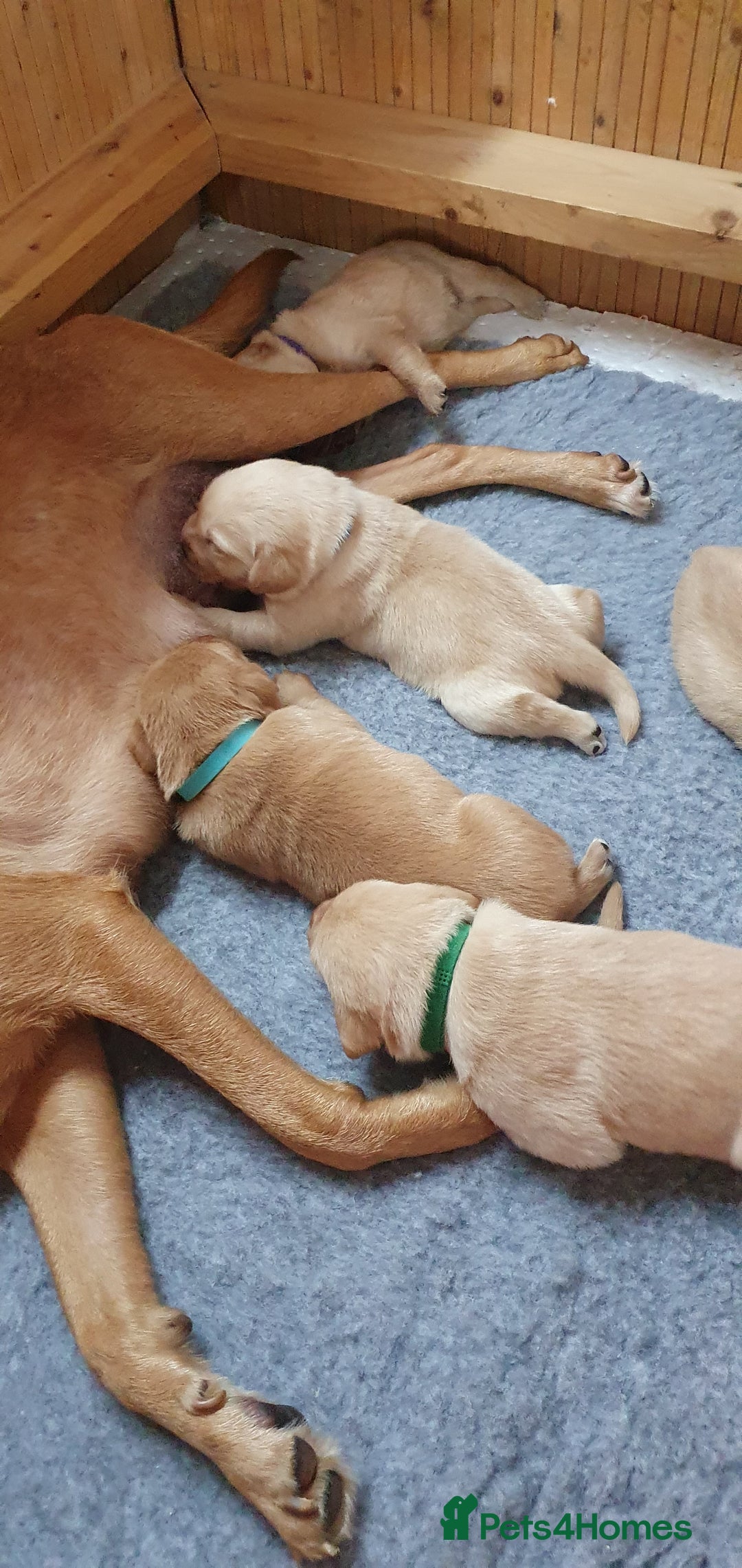 Labrador Retriever dogs for sale: Fox red Labrador - Image 17