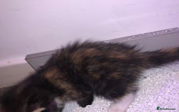 Maine Coon cats for sale: mixed breed kitten for sale  - Image 7