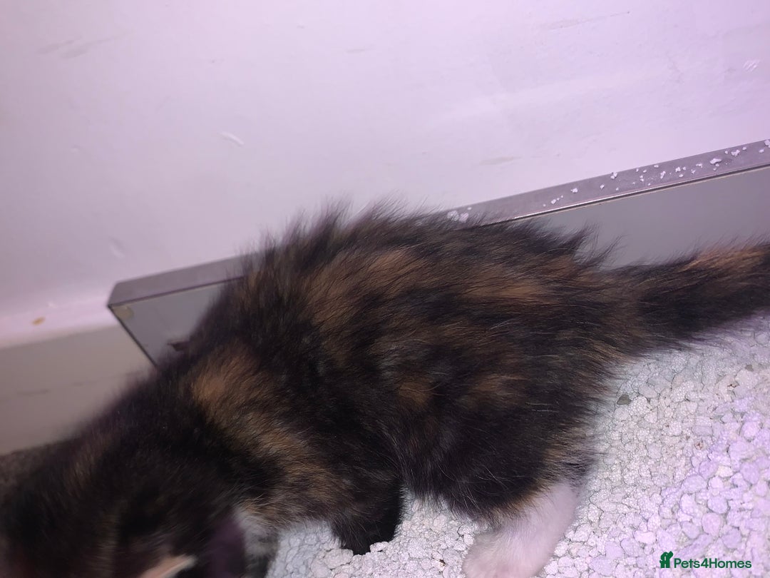 Maine Coon cats for sale: mixed breed kitten for sale  - Image 7