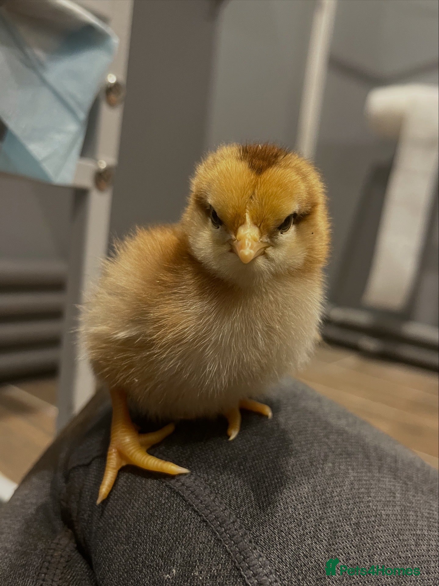 Chickens poultry Various breed chicks in Braintree - Advert 17