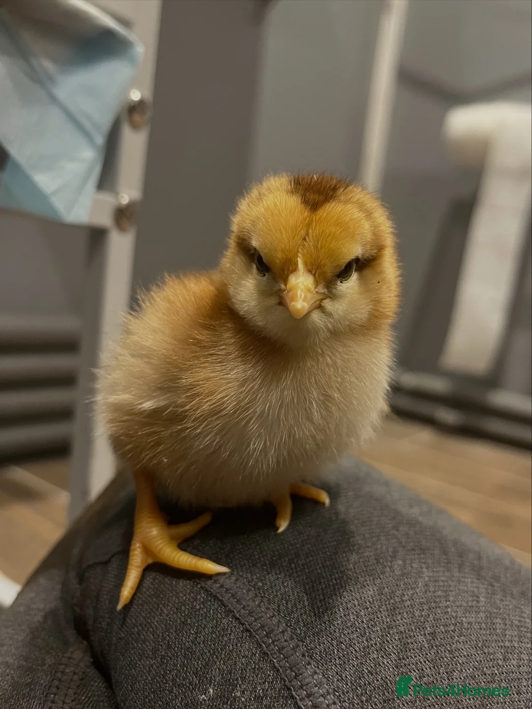 Chickens poultry for sale: Various breed chicks in Braintree - Advert 1