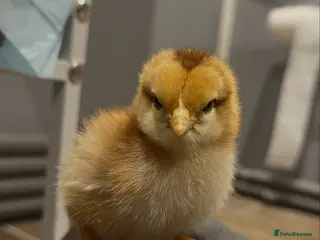 Chickens poultry Various breed chicks in Braintree - Advert 17