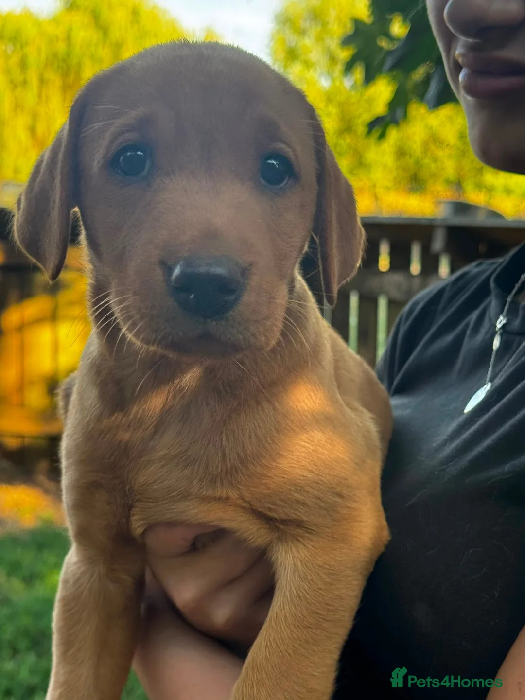 Labrador Retriever dogs for sale: PLAYFUL DEEP FOX RED LITTER, FULLY HEALTH TESTED - Advert 2