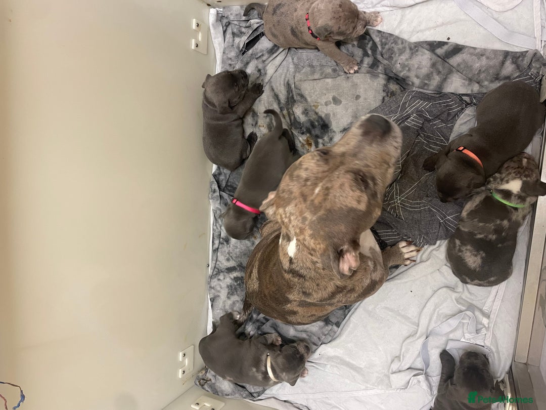 Staffordshire Bull Terrier dogs for sale: Beautiful Staffy puppies ready for a great home - Advert 2