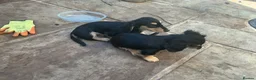 Dachshund dogs for sale: Dashound puppy’s - Advert 3