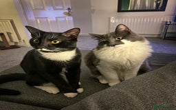 Mixed Breed cats for sale: Flimflam & Bojo - Image 6