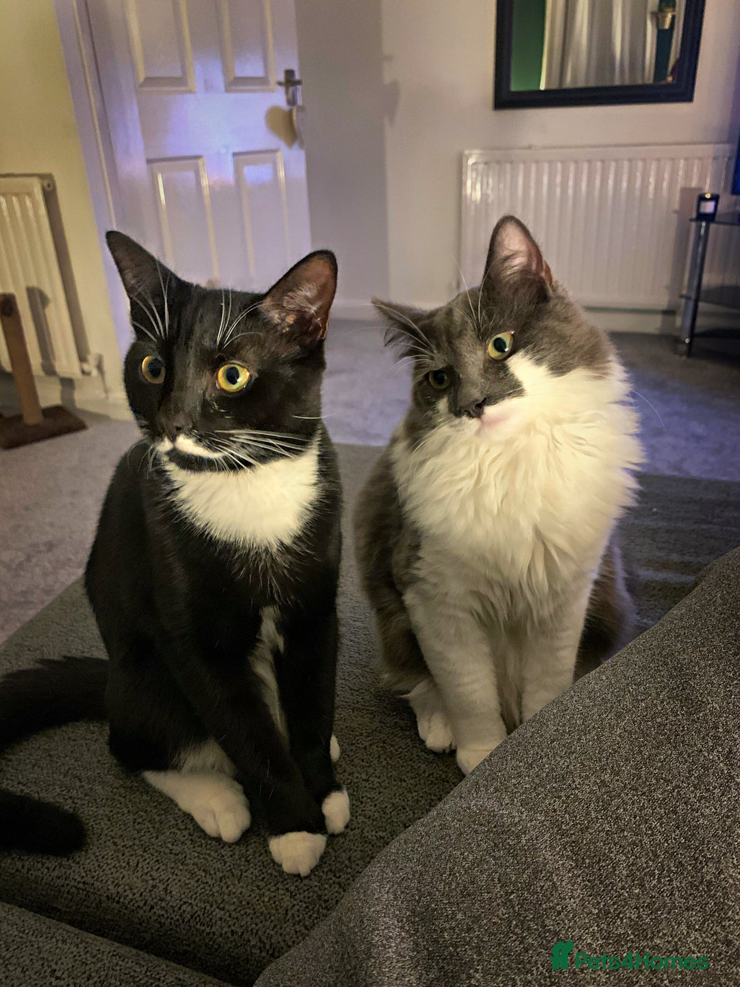 Mixed Breed cats for sale: Flimflam & Bojo - Image 6