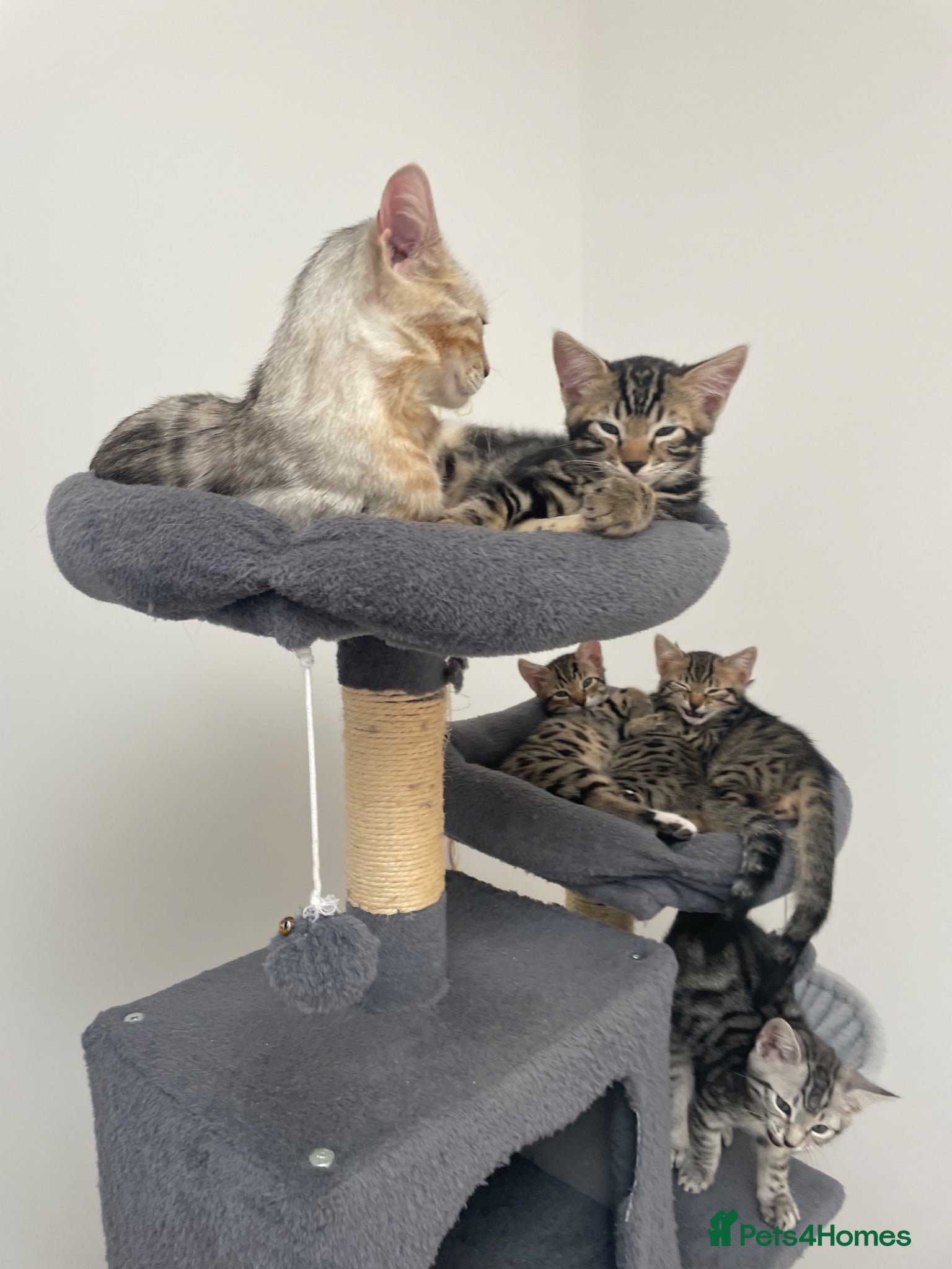 Bengal cats Bengal X Ready NOW - Advert 1