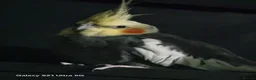 Cockatiels birds for sale: Male cockatiel  - Advert 4