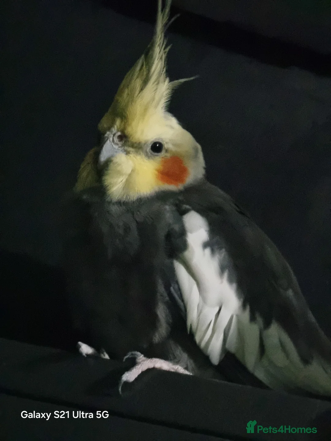 Cockatiels birds for sale: Male cockatiel  - Advert 4