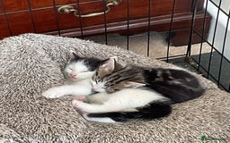 Mixed Breed cats for sale: Kittens - Mid Wales- £25 - Image 3