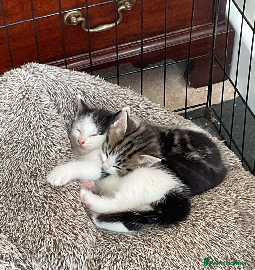 Mixed Breed cats for sale: Kittens - Mid Wales- £25 - Image 3