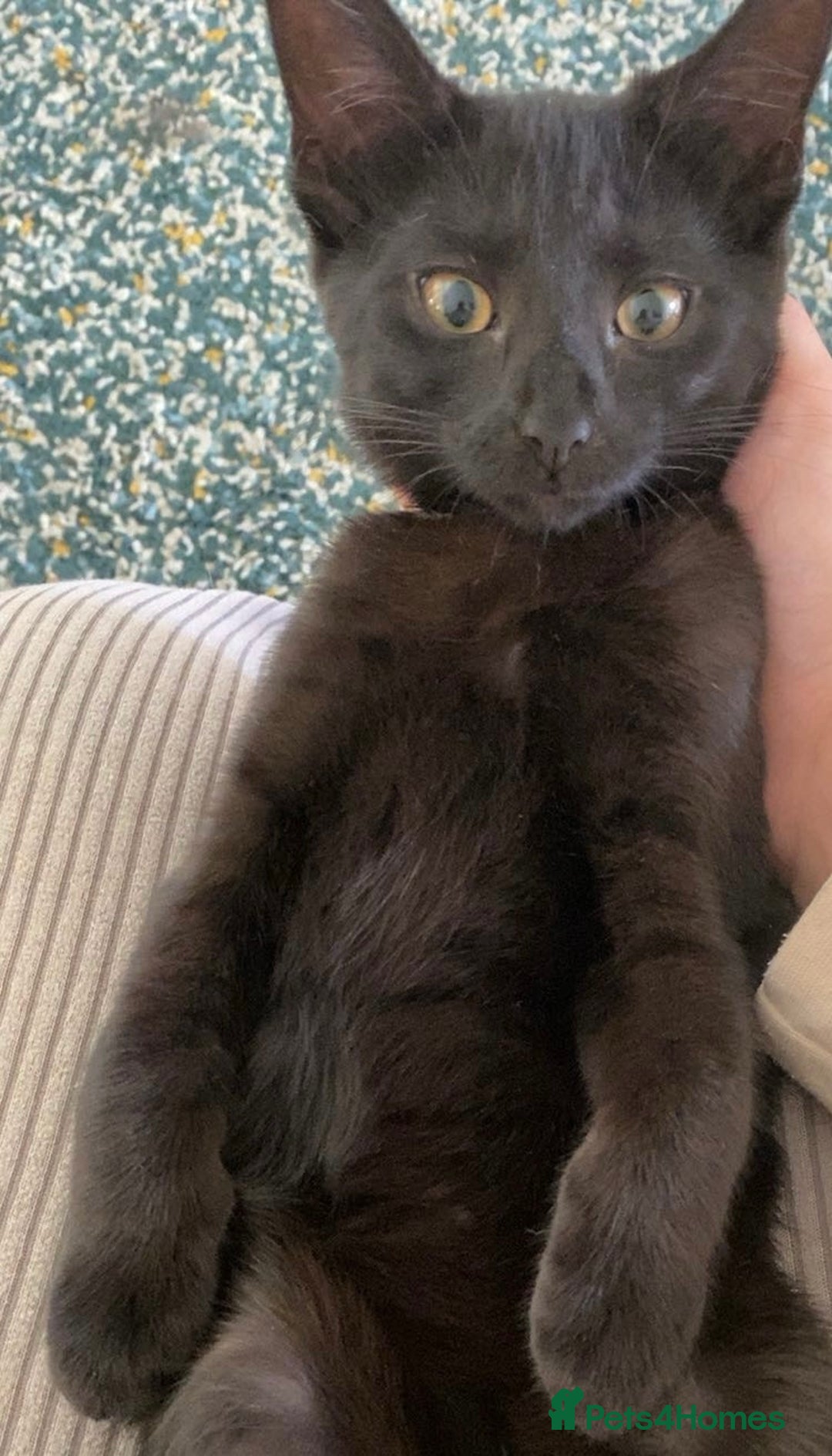 Domestic Shorthair cats for sale: 3 4 month old kittens available for pickup ASAP - Image 11
