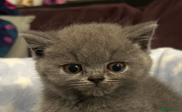 British Shorthair cats - Advert 1
