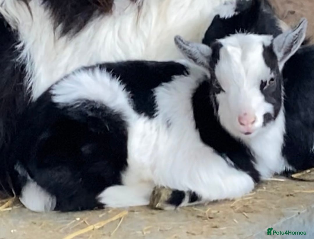 Goats livestock for sale: GORGEOUS NEW BORN BABIES AND FRIENDLY PET WETHERS  - Image 19