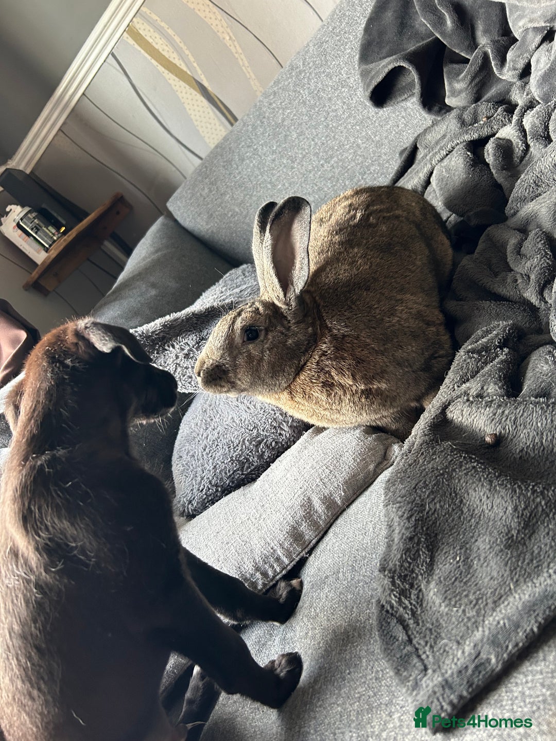 Continental Giant rabbits for sale: Rubeus - Image 3
