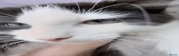 Mixed Breed cats for sale: Adorable ragdoll cross boy is looking for new home in Birmingham - Advert 7
