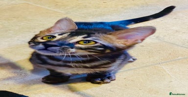 Bengal cats - Advert 5