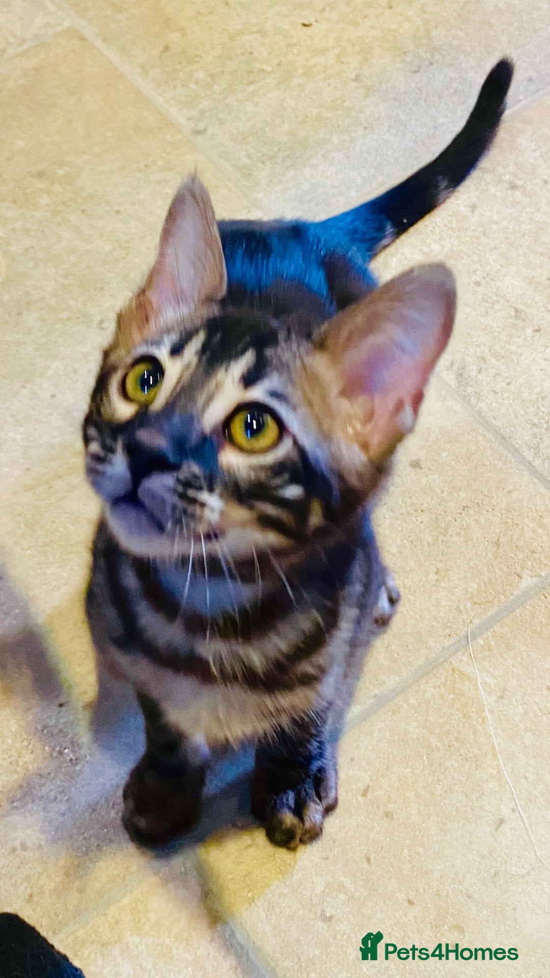 Bengal cats for sale: Rare Bengal Kittens Black, Smoke & Charcoal - Image 2