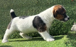 Jack Russell dogs for sale: Two Tri docked pure breed broken coated girl - Image 3