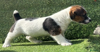 Jack Russell dogs - Advert 7