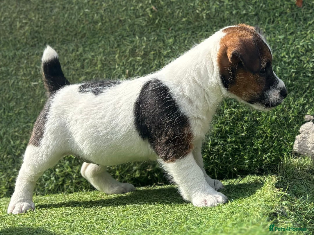 Jack Russell dogs for sale: Two Tri docked pure breed broken coated girl - Image 3
