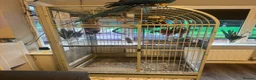 Macaws birds for sale: Blue and gold macaw in Liverpool - Advert 5