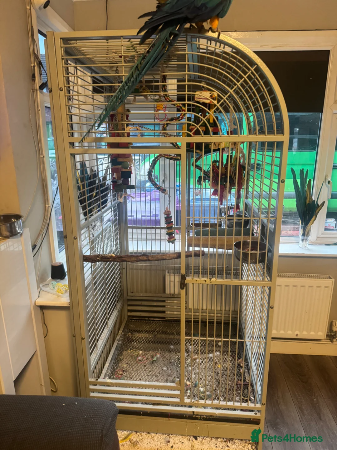 Macaws birds for sale: Blue and gold macaw in Liverpool - Advert 5