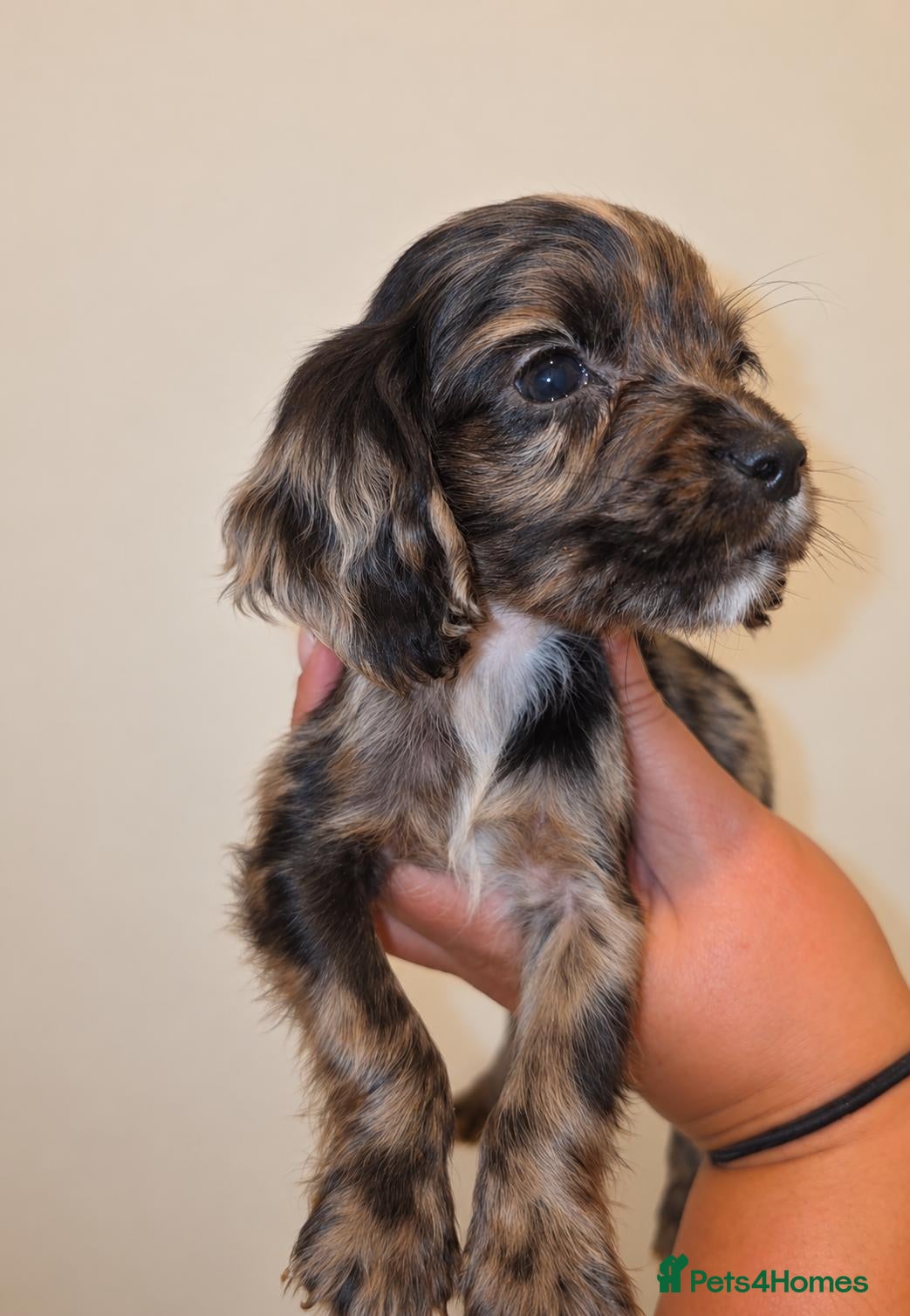 Mixed Breed dogs 🐾 STUNNING MERLE/CHOC COCKER SPANIELS 🐾 £650 - Advert 2