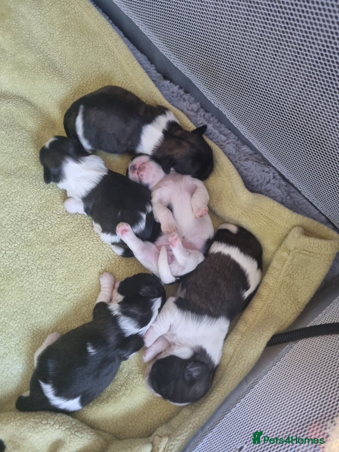 Shih Tzu dogs for sale: Shih tzu pups - Advert 11