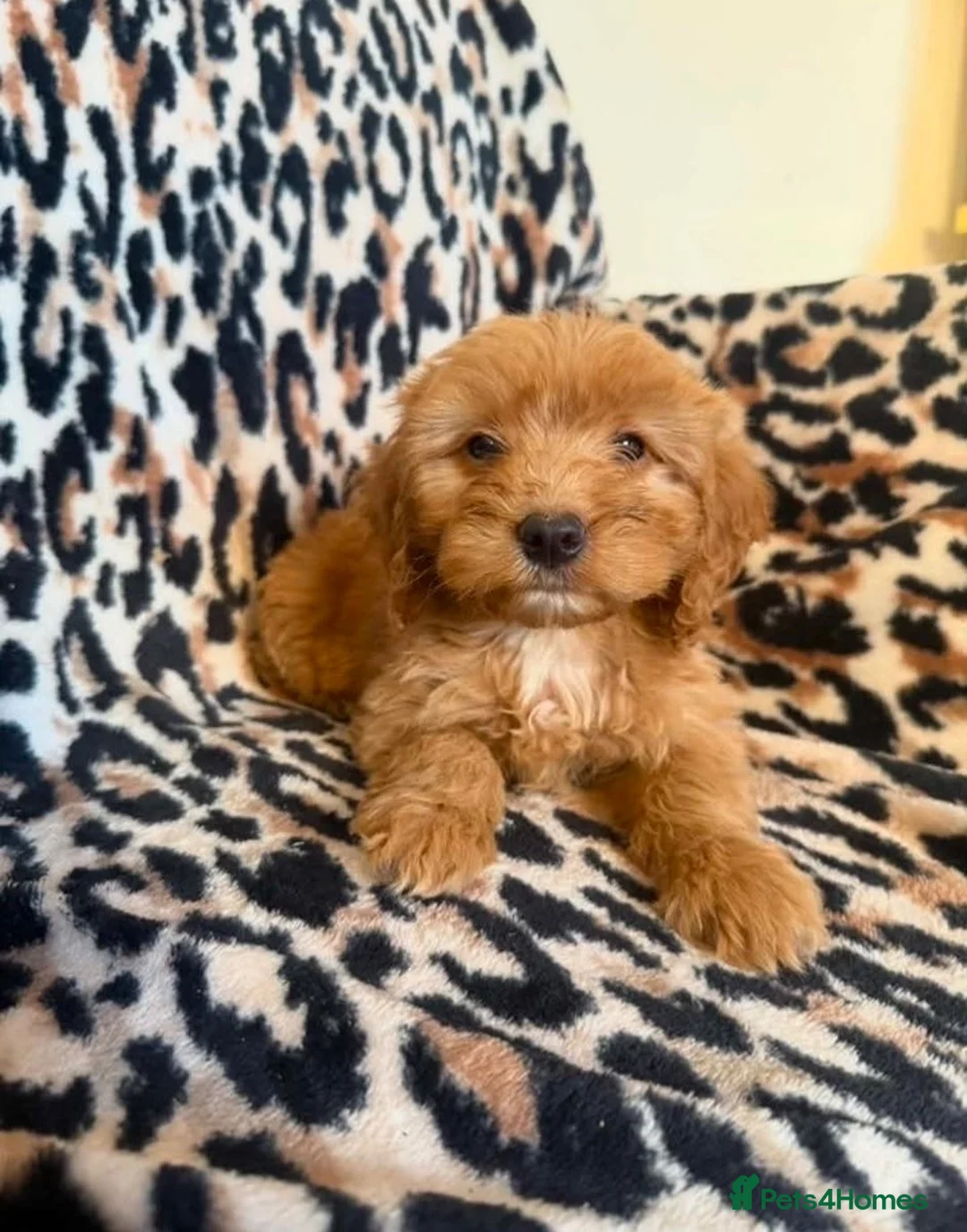 Cockapoo dogs for sale: F1 cockapoo  - Advert 2