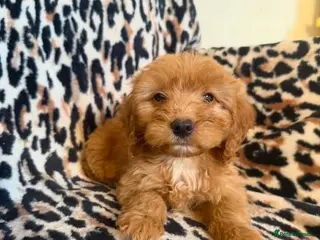 Cockapoo dogs F1 cockapoo - Advert 5
