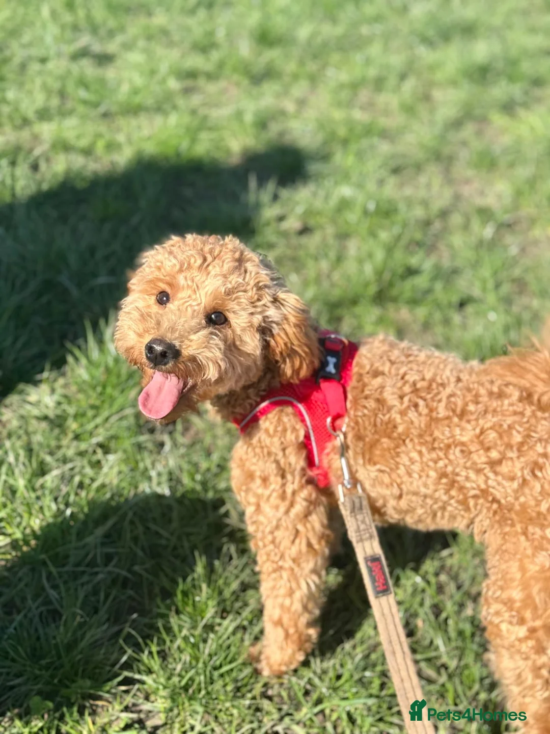 Maltipoo dogs for sale: Maltipoo  - Advert 1