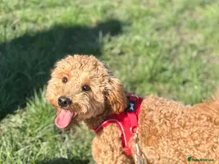 Maltipoo dogs Maltipoo - Advert 12