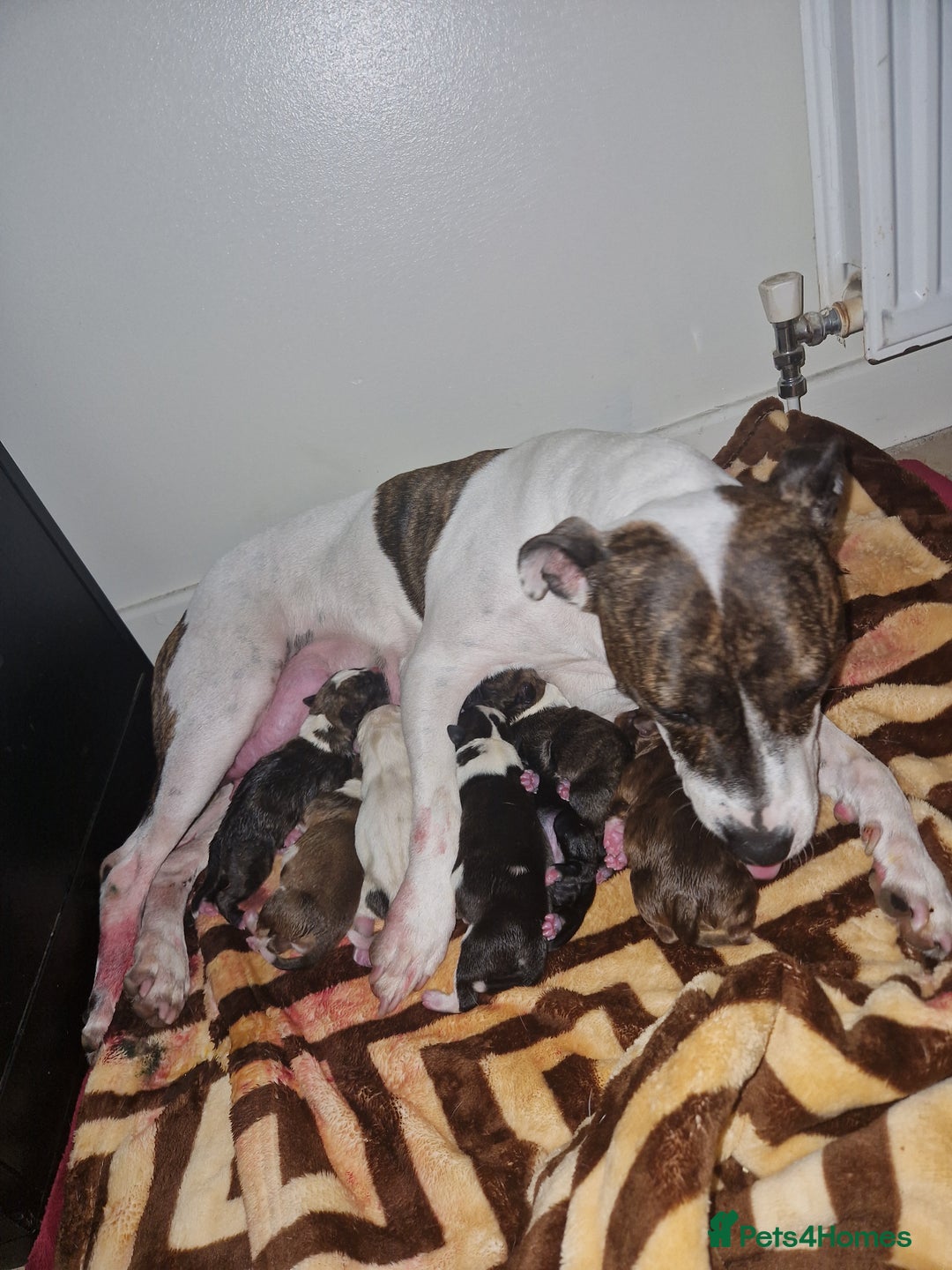 Staffordshire Bull Terrier dogs for sale: Staffordshire puppies  - Image 10
