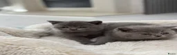 British Shorthair cats for sale: British shorthair kittens  - Advert 8