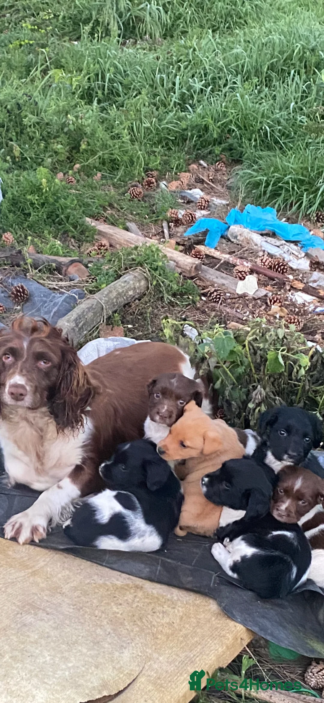 English Springer Spaniel dogs for sale: Spaniel puppies  - Advert 10