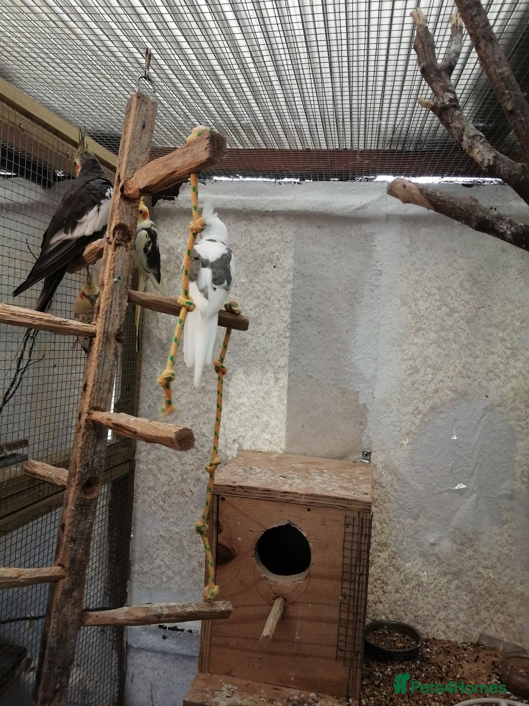 Parakeets birds for sale: proven and bonded pair - Image 6