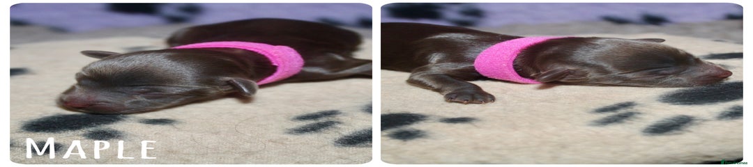 Maple (dark pink collar)