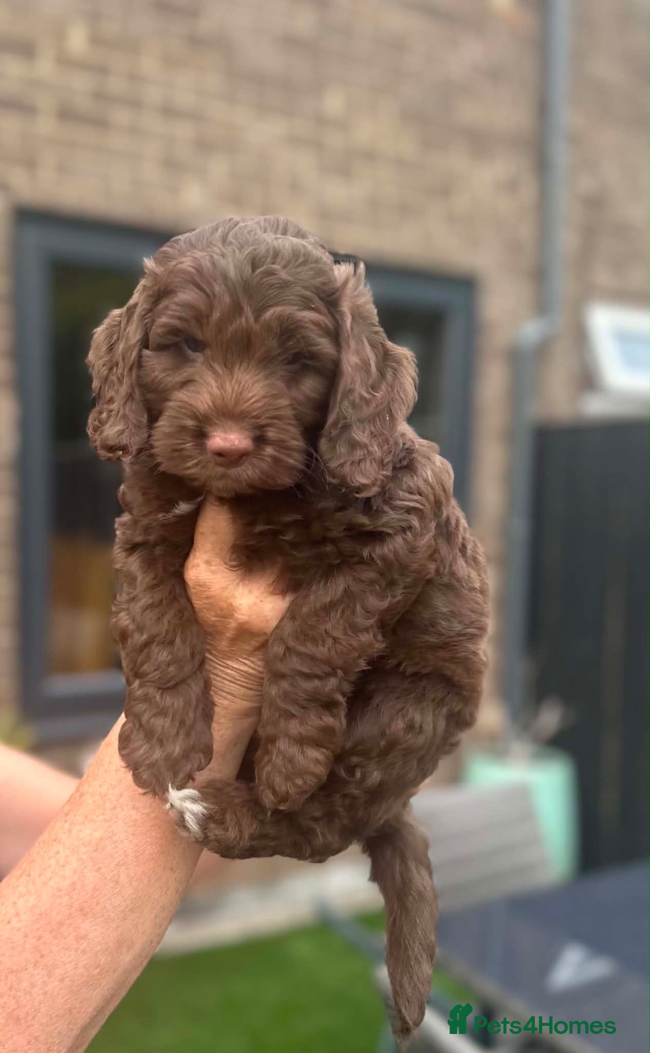 Cockapoo dogs F1 Cockerpoo Puppies - Advert 1
